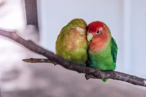 Mindful Relationships Coaching Session